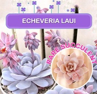 Echeveria Laui Succulent Seeds / Super Rare Succulent Seeds / High Germination Rate
