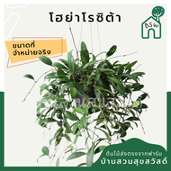 ต้นโฮย่าโรซิต้า ในกระถาง 4 นิ้ว พร้อมลวดแขวน hoya rosita