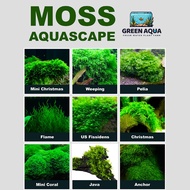 Aquascape Moss Aquarium Aquatic Low Tech Plant Java Moss Chirstmass Moss Pelia Moss Flame Moss Xmas 