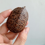 mainan kura air mgm baby up mexican Giant musk turtle