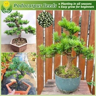 เมล็ดพันธุ์ โพโดคาร์ปัส บรรจุ 20 เมล็ด Rare Podocarpus Seeds Bonsai Tree Seeds for Planting ต้นไม้ฟอ