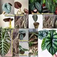 paket bonggol alocasia nebula bisma Reginae scale watsoniana suhemania