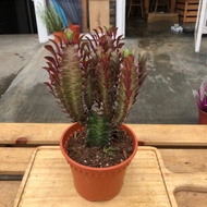 Cactus large size (L) Euphorbia Trigona