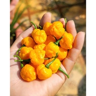 ️ HABANERO MEXICO YELLOW CHILLI SEEDS ️ Fruity - Mild aroma - Just spicy.