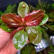Echinodorous Iguazu red (stalk) aquatic plant for aquarium paludarium and terrarium