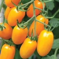 4 Benuh Yellow Cherry Tomato F1 Golden Sweet Superior Quality Yellow Cherry Tomato Vegetable Seeds S