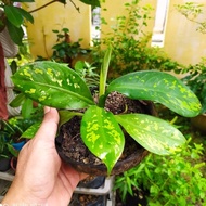 🍀🔥  Rare : Keladi Berdaun Pisang/Dieffenbachia Big ben Tanaman Hias Cantik 🎁FREE : PASU & TANAH🎀