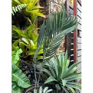 Pokok rare Encephalartos Eugene Maraisii