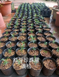 紅芽珍珠羅漢松苗