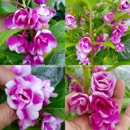 BUNGA KEEMBONG PURPLE TIGER BALSAM • 50 BIJI BENIH• SEED•