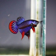 Ikan betta imbellis