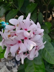 ดอกพุดสีชมพูกลิ่นหอมอ่อนๆหายาก1ต้นถุงดำประมาณ20-30ซม.