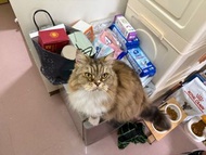 上門寵物保母/寵物保姆/貓保母/貓保姆 Cat Sitter 旅遊上門照顧餵食打針/打皮下水 腎貓 上門打皮下水 441針 貓傳染性腹膜炎FIP針 GS441