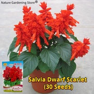 เมล็ดพันธุ์ ซัลเวียร์ บรรจุ 30 เมล็ด Salvia Dwarf Scarlet Seeds Flower Seeds for Planting เมล็ดดอกไม้ บอนสีราคาถูก เมล็ดบอนสี ต้นไม้มงคล บอนสี เมล็ดพันธุ์ดอกไม้ ดอกไม้จริง ไม้ประดับมงคล พันธุ์ดอกไม้ ดอกไม้ปลูกสวยๆ แต่งบ้านและสวน ปลูกง่าย อัตรางอกสูง