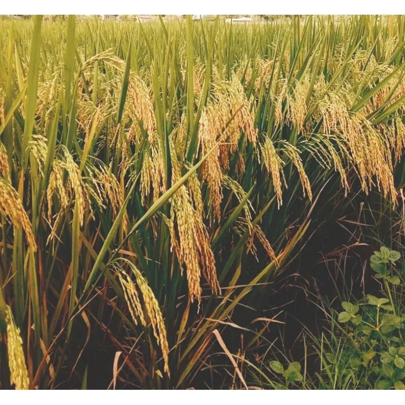 BENIH BIBIT PADI INPARI 49 JEMBAR KEMASAN 5KG