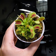Dionaea Muscipula "Dracula" Carnivorous Plant, Venus Fly Trap, Terrarium, Paludarium, Vivarium, Live