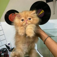 Kucing Kitten Peaknose Male