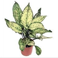 Aglaonema ‘Snow White’ / Chinese Evergreen indoor plant - air cleaning / purifying (NASA Clean Air S