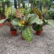 90s Greenovation Live plant Calathea Flamestar 新美丽竹芋 P150