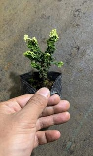 代訂初雪石化檜（大量）價格包埋換砂盆