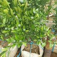 NEW!! Tanaman pohon jeruk santang madu sudah berbuah / bibit jeruk