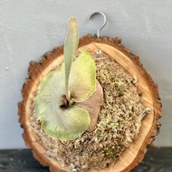 鹿角蕨上板 請先詢問在下單