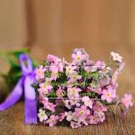 pink forget me not 10 Seeds 粉色 勿忘我 10粒