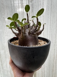 紫黑皮泰國哥斯拉B沙漠玫瑰 XXL