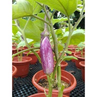 Eggplant in 7inch pot, ht 300 to 400mm