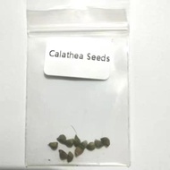 ⚽︎ ✢ ✲ 【COD】10pcs Rare Calathea Seeds Air Freshening Plants Seeds #SW19