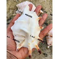 HAND-EAR Snail Shells_ NATURAL SEA Snail Shells_DECORATIVE Snail Shells_HAMADE Snail Shells _ Snail 