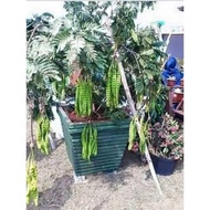 anak pokok petai hybrid/cantuman 100% original thai pokok tinggi 1.5,2kaki