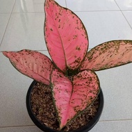 Best Seller Tanaman Aglonema Ruby Super Pink - Benih Tanaman Hias