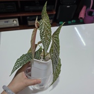 White ice 白冰秋海棠