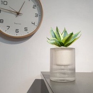 植栽 室內盆栽 黃金虎尾蘭