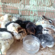 ANAK AYAM PELUNG ASLI JUMBO TRAH JUARA