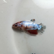 Ikan Cupang Female Betina Nemo Galaxy Siap Breed BWW-073