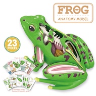STEM Science Toy | Animal Anatomy Model | Biology Teaching Aids | 6-12 Years Old Educational Gift | 