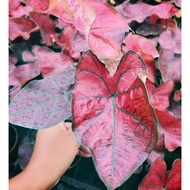 Caladium Rare* Pokok Hidup