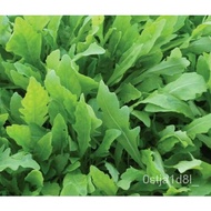 ARUGULA SEEDS 500  ROCKET roquette VEGETABLE Green Survival Salad Free Shipping/underwear/gardening/