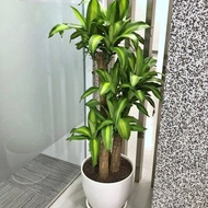 【限新竹地區】【送禮盆栽】巴西鐵樹 | 經典水缸瓷盆 | 霧面白