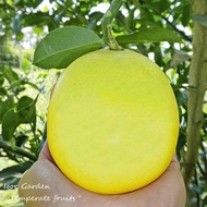 🌿🍋กล้าเลม่อน พันธุ์ เมเยอร์ ( USA Meyer Lemon )  ( กิ่งตอน )