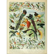 Vintage Posters Vintage Bird Prints Birds Breeds Species Identification Bird Poster Retro Canvas Wal