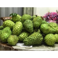 Buah Durian Belanda Fresh pre-oder dari kampung