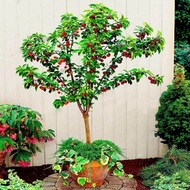 LOCAL READY STOCK-20Pcs Cherry Seeds Organic Seeds Fruit Seeds Bonsai Tree High Seed In The Garden Flower Seeds Vegetable Pokok Bunga Hidup Murah Biji Benih Benih Pokok Buah Anak Pokok