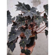 Begonia sp #35100