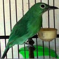 burung cucak ijo betina berkualitas
