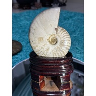 Ammonite with Wooden Base