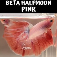 Ikan cupang halfmoon pink colour top quality