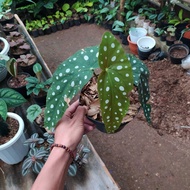 tanaman hias begonia polkadot - begonia polkadot - begonia